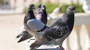 Pics anti-pigeon à Auxerre : une solution efficace en complément des filets pour protéger vos bâtiments